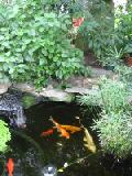 pond with fish